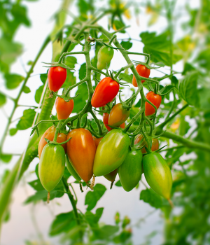 生态种植四色迷你番茄